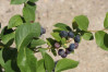 náhled Kanadská borůvka 'Bluecrop'