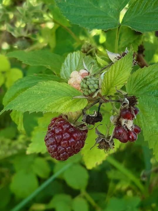 detail Maliník MALLING PASSION® - fialová malina