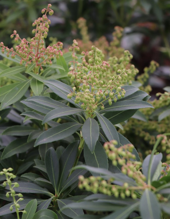 detail Pieris japonský 'Sarabande'