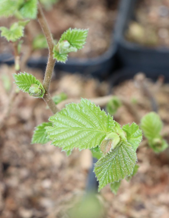 detail Líska velkoplodá 'Tonda di Giffone'