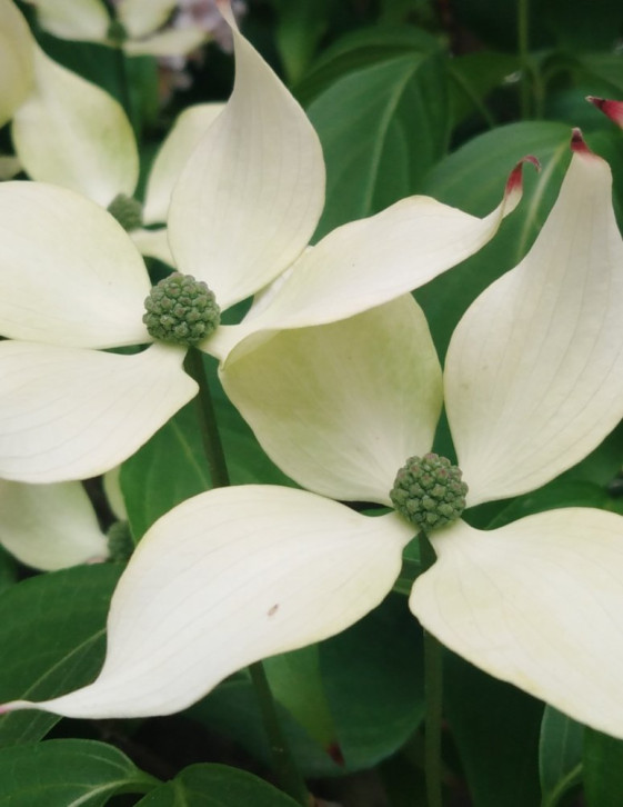 detail Dřín japonský