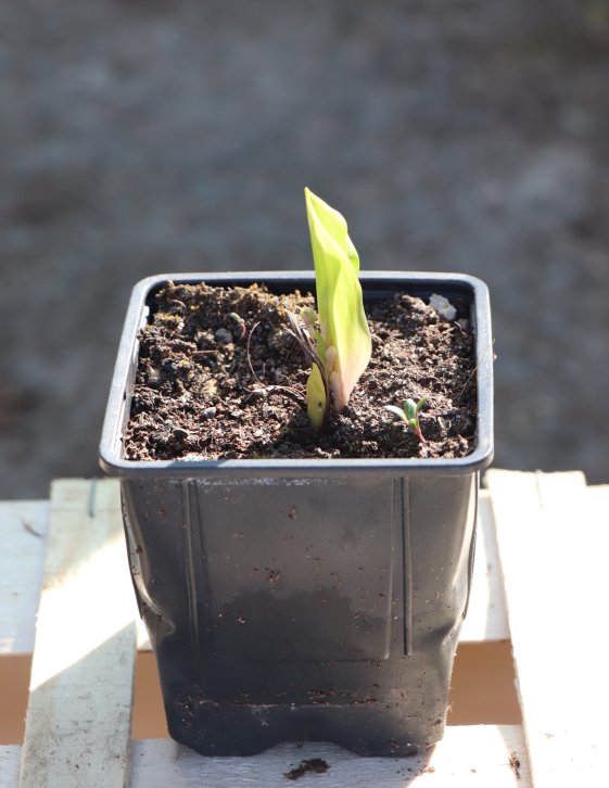 detail Konvalinka vonná