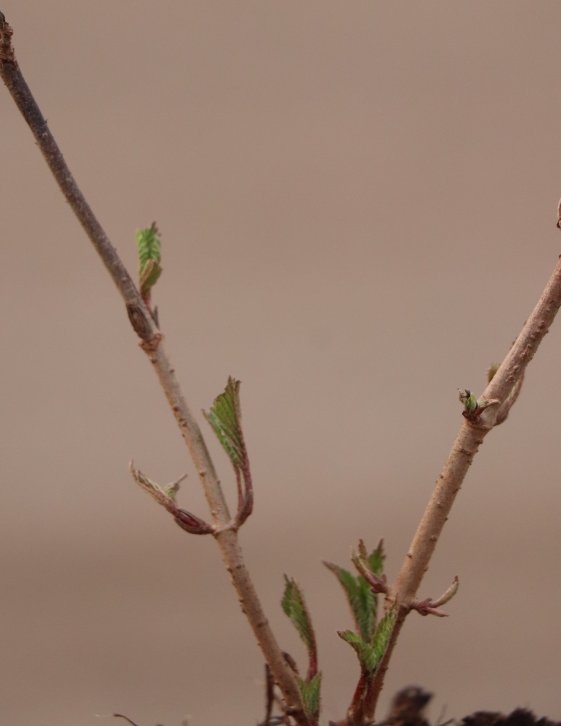 detail Kalina japonská 'Mariesii'