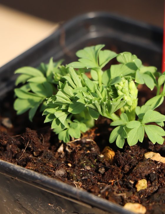 detail Srdcovka nádherná ´Alba´