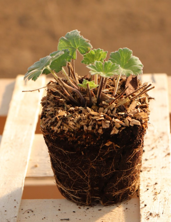 detail Kakost 'Coombland White'