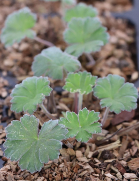 detail Kakost 'Coombland White'