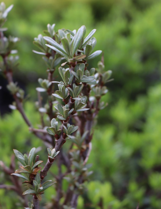 detail Rakytník řešetlákový 'Ananasná'