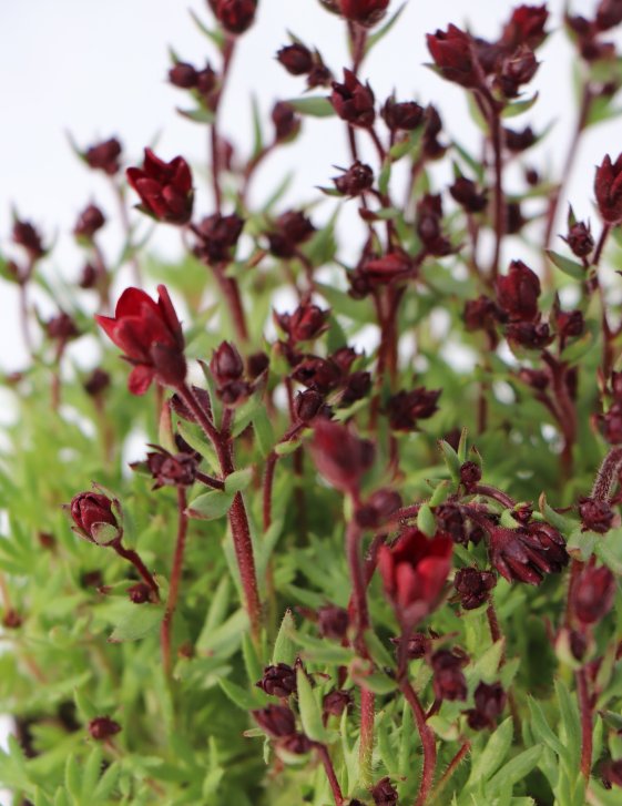 detail Lomikámen 'Touran Deep Red'