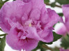 náhled Ibišek syrský 'Lavender Chiffon'