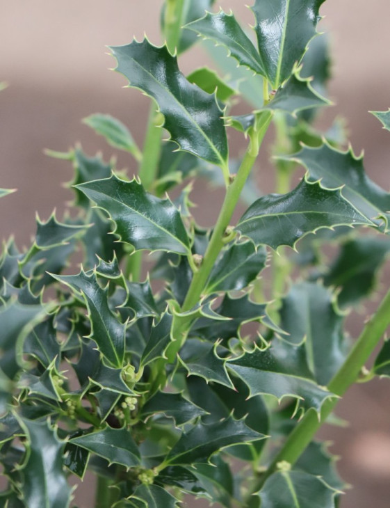 detail Cesmína ostrolistá 'Alaska'