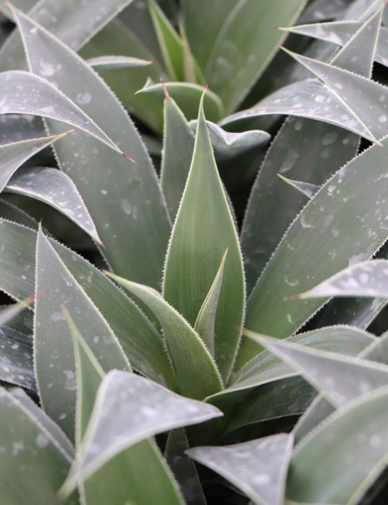 detail Mangave ´Lavender Lady´