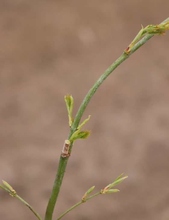 detail Javor dlanitolistý 'Dissectum'