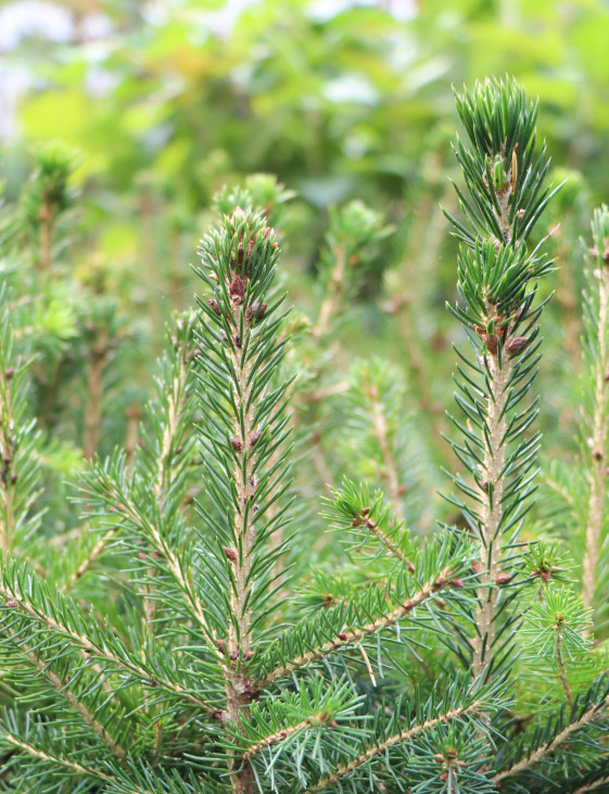 detail Smrk východní