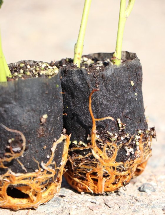 detail Bobkovišeň lékařská 'Rotundifolia´