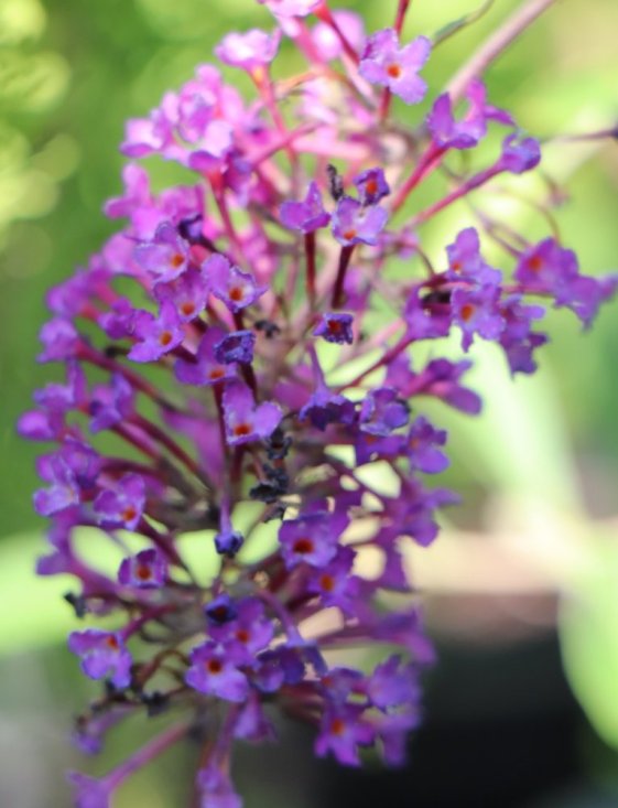 detail Komule Davidova 'Nanho Purple'