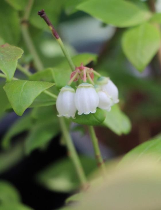 detail Kanadská borůvka 'Duke' - raná
