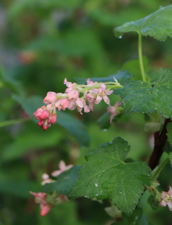 detail Meruzalka krvavá