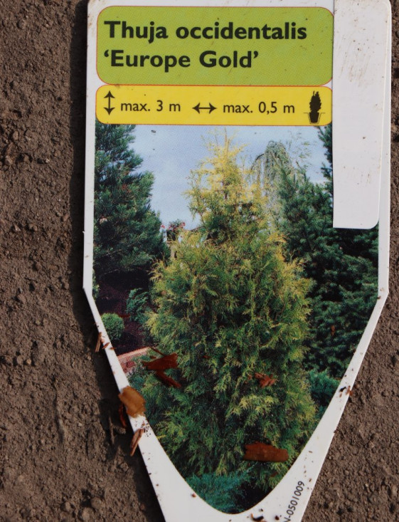 detail Zerav západní ´Europe Gold´