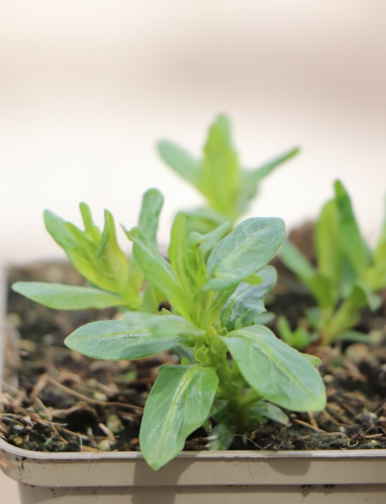 detail Kyprej vrbice JS® 'Pink Tails'