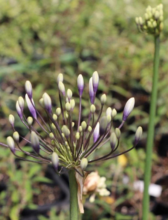 detail Kalokvět ´Fireworks´