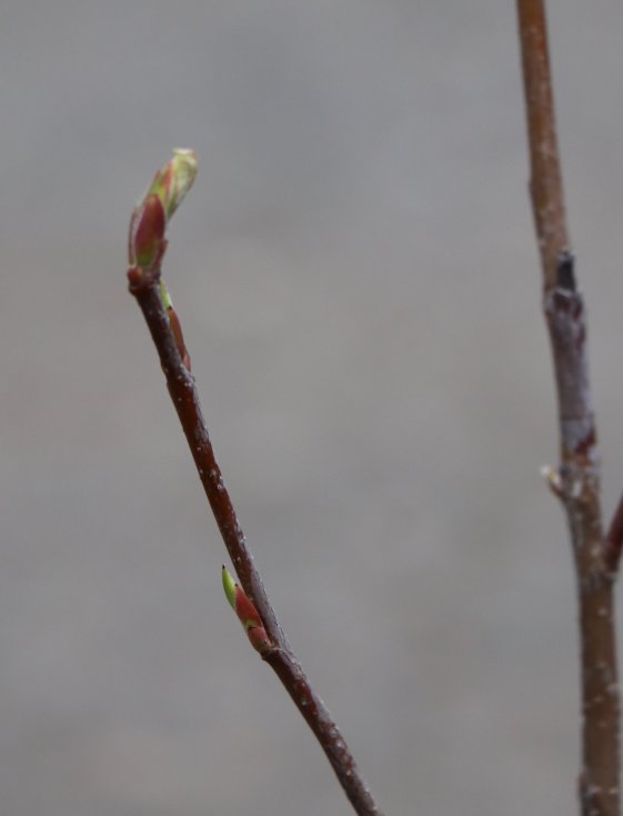 detail Muchovník Lamarckův