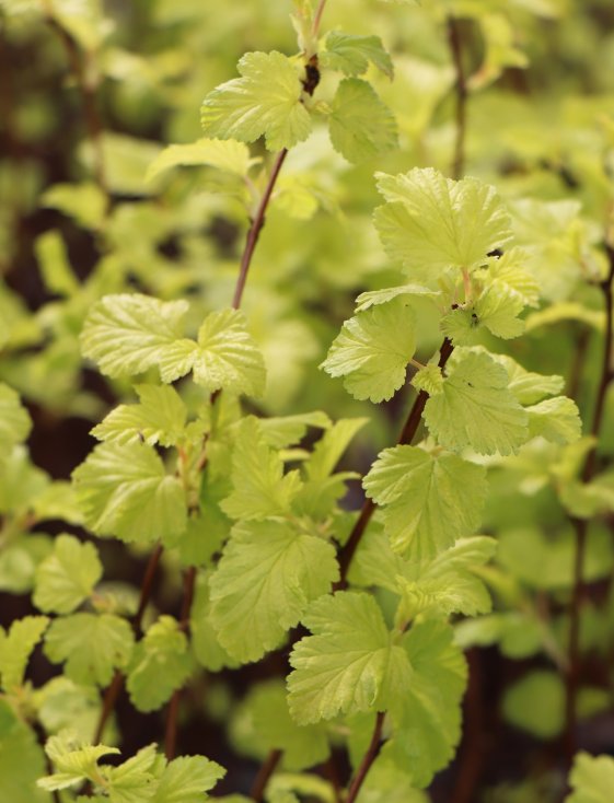 detail Tavola kalinolistá 'Dart's Gold'