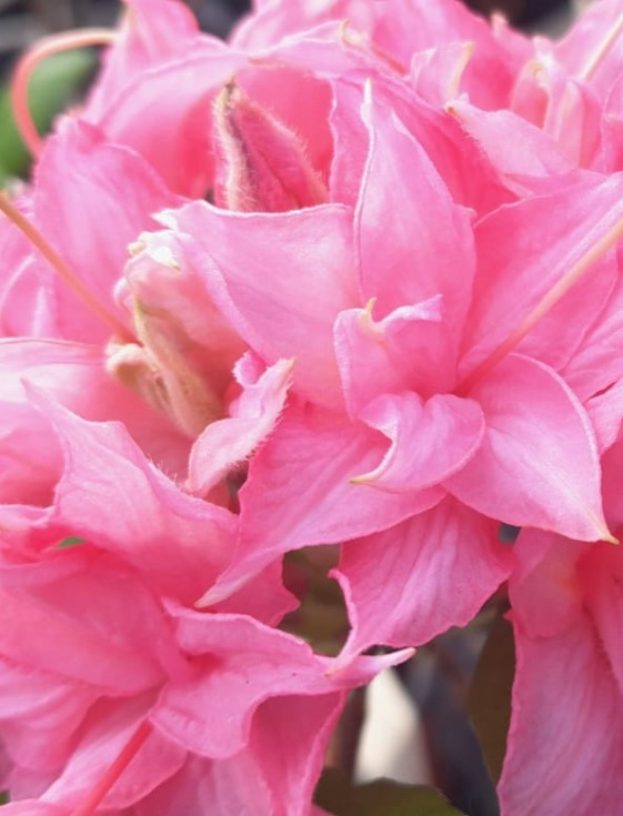 detail Azalka knaphill 'Homebush'