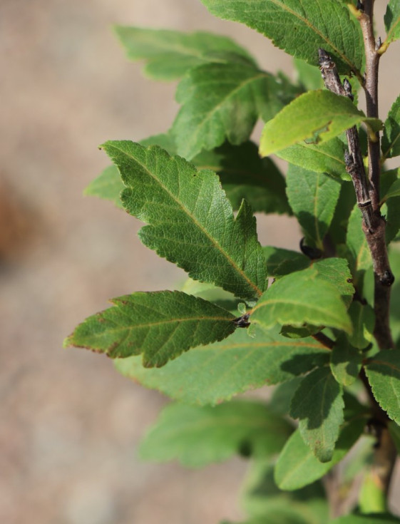 detail Mišpule obecná