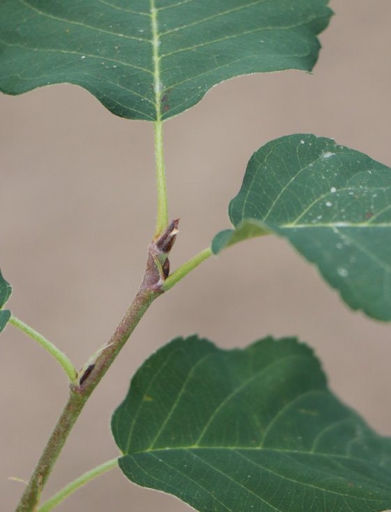 detail Muchovník olšolistý 'Thiessen'