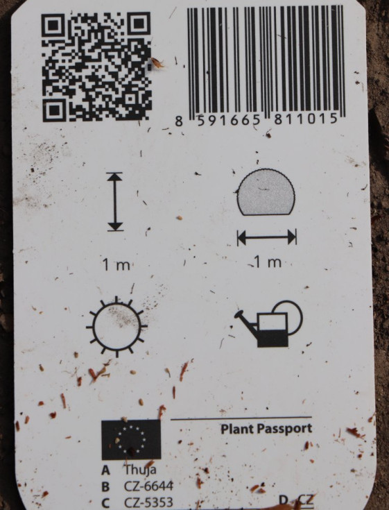 detail Zerav západní 'Tiny Tim´