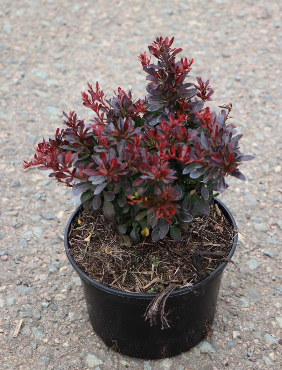 detail Dřišťál Thunbergův 'Bagatelle'