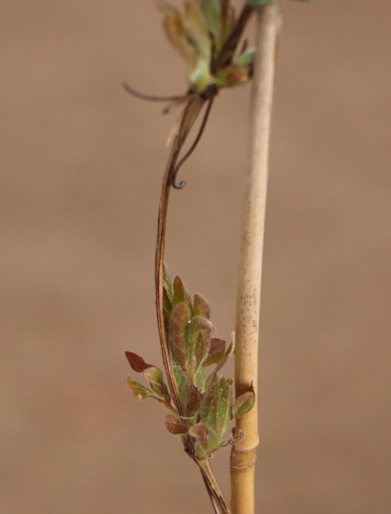 detail Plamének 'Asao´