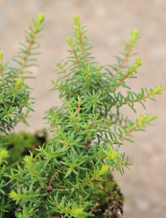 detail Vřesovec darlejský 'Rosabella'