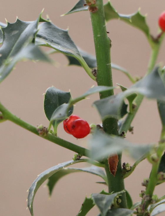 detail Cesmína ostrolistá 'Alaska'