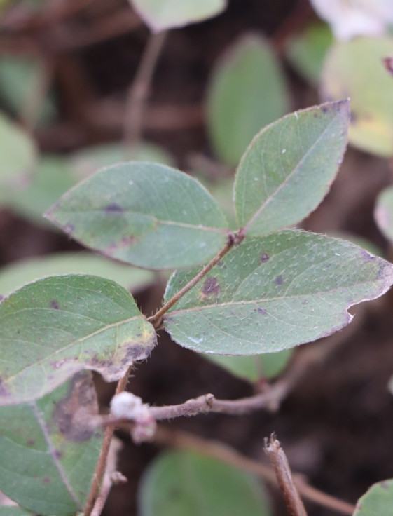 detail Zimolez vonný