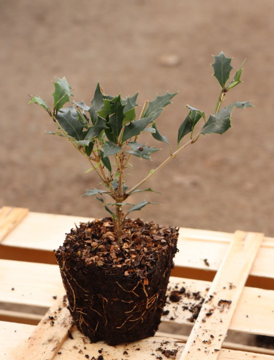 detail Vonokvětka různolistá 'Purpureus'