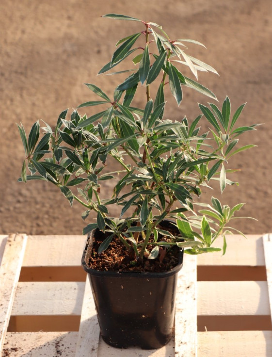 detail Pieris japonský 'Flaming Silver'