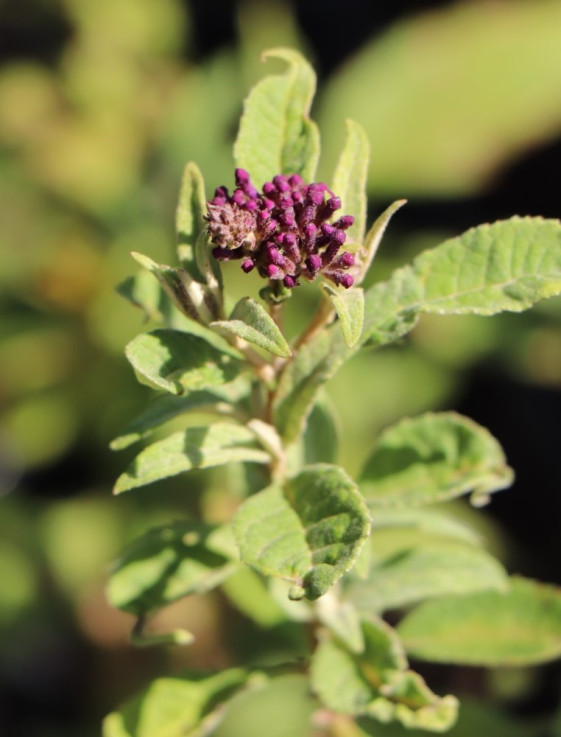 detail Komule davidova Butterfly Candy ®'Little Purple'