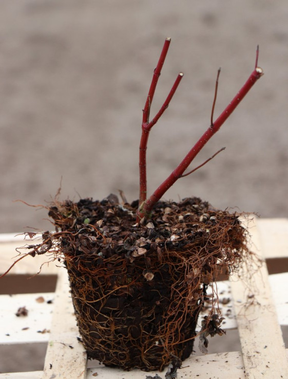 detail Svída bílá ´Miracle´®