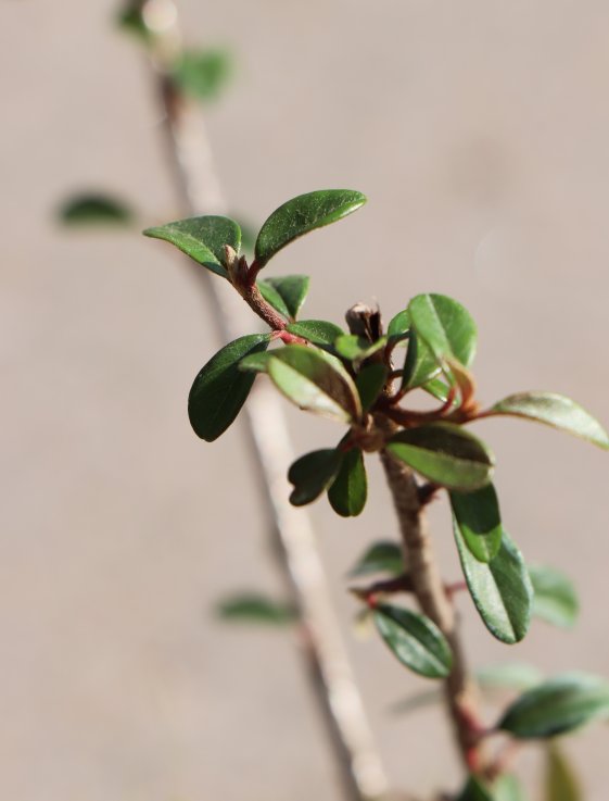 detail Skalník švédský 'Skogholm'