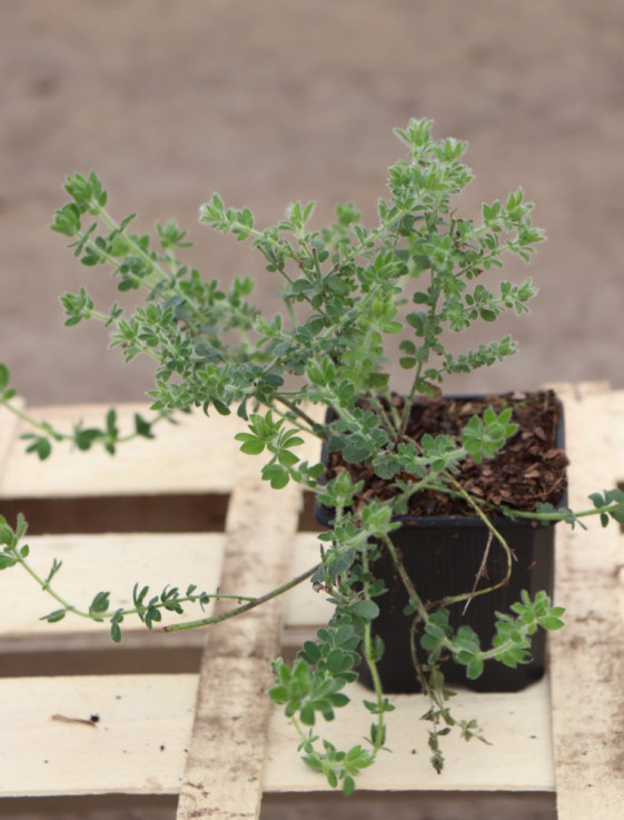 detail Bílojetel chlupatý