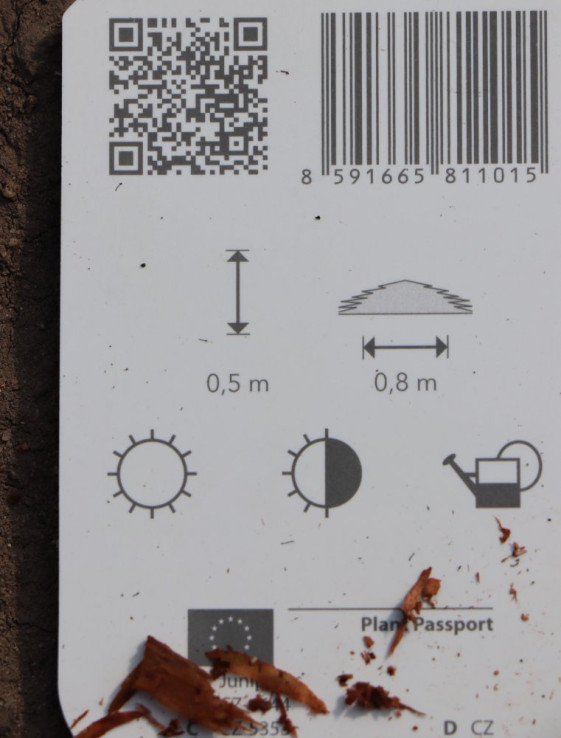 detail Jalovec šupinatý 'Blue Star'