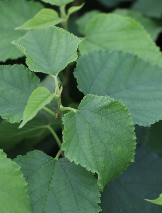 detail Moruše 'Gerardi Dwarf'