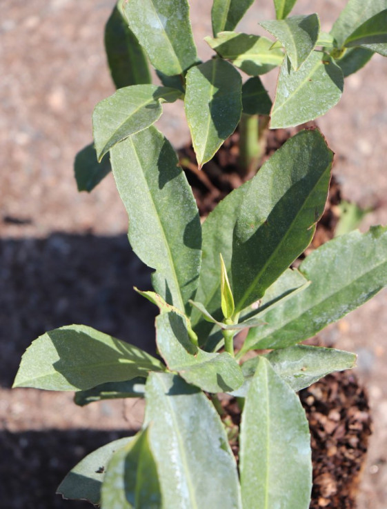 detail Bobkovišen lékařská 'Fontanette'