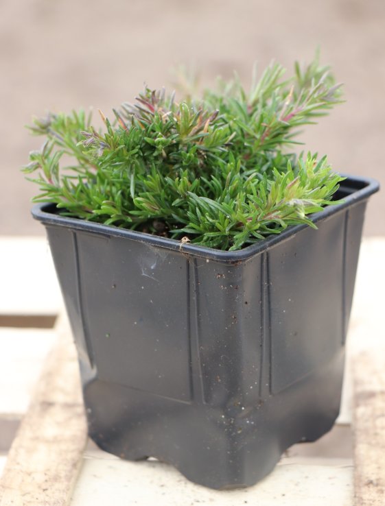 detail Plamenka 'Mc Daniel's Cushion'