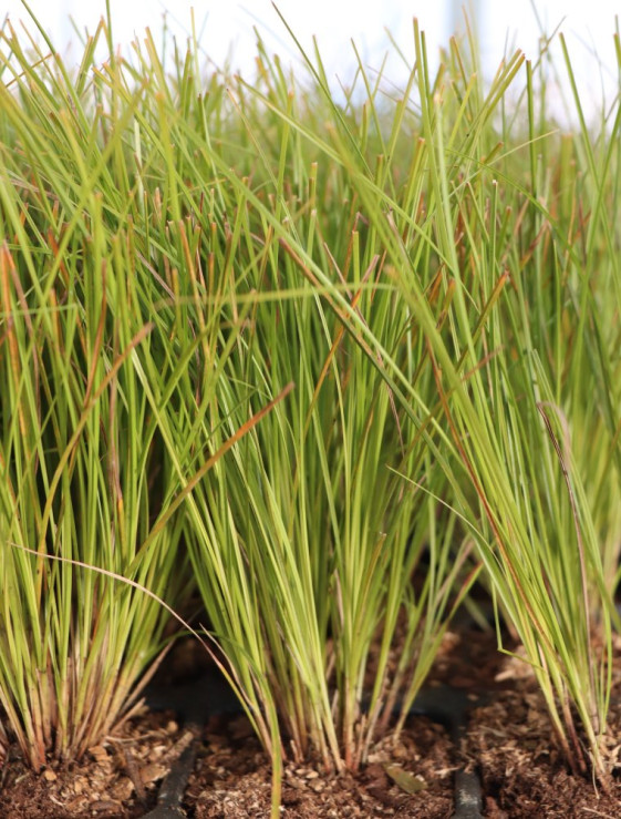 detail Ostřice ´Prairie Fire´