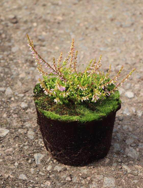 detail Vřes obecný 'Bonita'