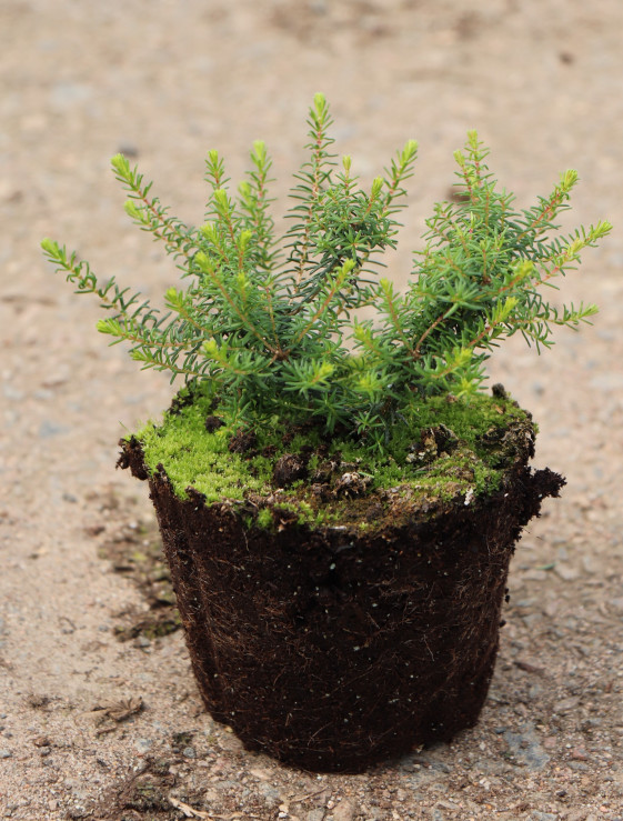 detail Vřesovec darlejský 'Rosabella'