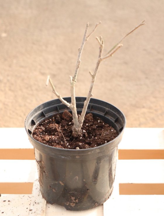 detail Ibišek syrský 'Pink Chiffon´®