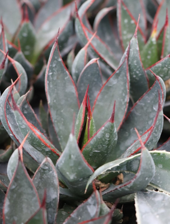 detail Mangave ´Praying Hands´